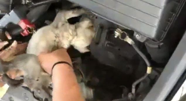 Cachorro encontrado vivo num compartimento de motor