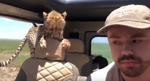 Quando uma chita pede boleia…