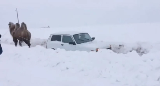 Camelo salva Lada na neve (vídeo)