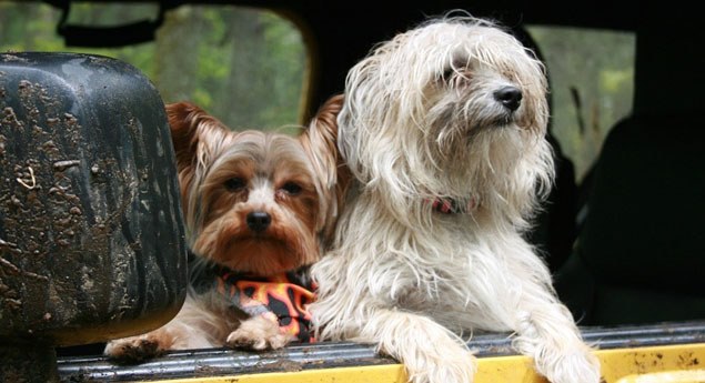 É obrigatório colocar cinto de segurança aos cães?