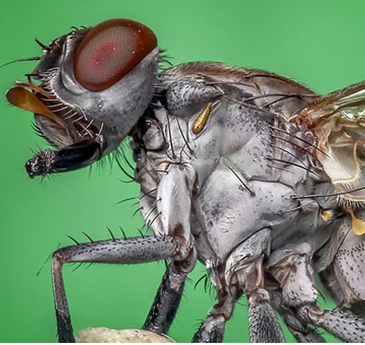 Opinião: Ou entra mosca, ou…